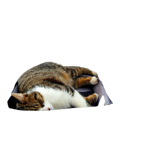 Related cat image: A Relaxed Cat Sleeping Inside An Open Suitcase On A Desk In A Cozy Home Office. 15957